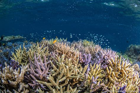 Coral Reefs: Medicinal Properties and Potential for Drug Discovery